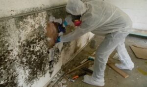 Black Mold Houston: Everything You Need to Know