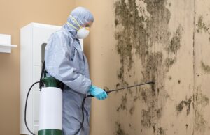 Black Mold Galveston: Risks, Remediation, and Prevention